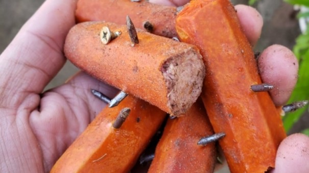 Dono de c�es encontra salsichas com pregos jogadas no quintal de casa em Adamantina