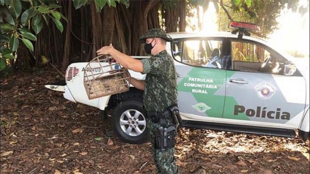 Polcia Ambiental encontra aves silvestres em cativeiro em Quintana