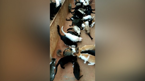 Grupo de proteo animal '9 Vidas' realiza campanha para doao de vacina para gatos abandonados