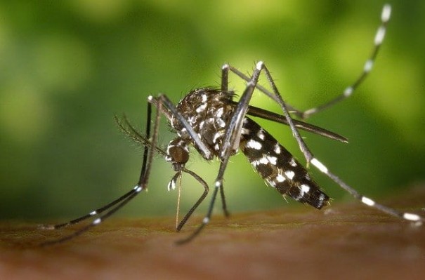 Osvaldo Cruz tem 967 casos de dengue em 2020