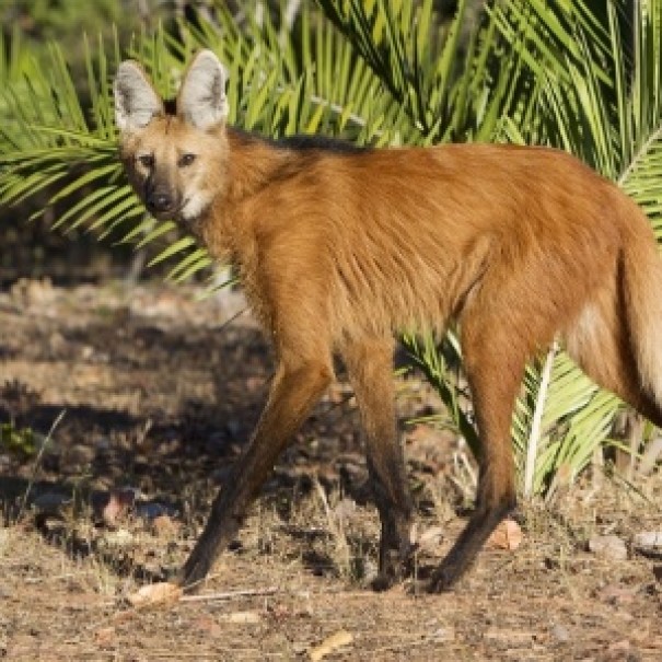 Banco Central lanar cdula de R$ 200 com imagem de lobo-guar
