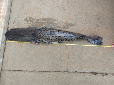 Homem é autuado após ser flagrado com pescados fora da medida e com ave silvestre em Presidente Epitácio