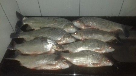 Polícia Militar Ambiental multa homens em mais de R$ 4 mil por pesca em local proibido