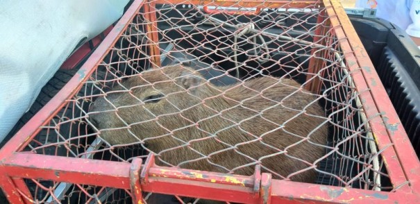 Capivara 'passeia' pelo Centro de Adamantina e  capturada pelos bombeiros depois de invadir loja de colches
