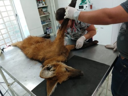 Ameaçado de extinção, lobo-guará é resgatado com fraturas expostas nas patas após sofrer atropelamento na Rodovia Raposo Tavares