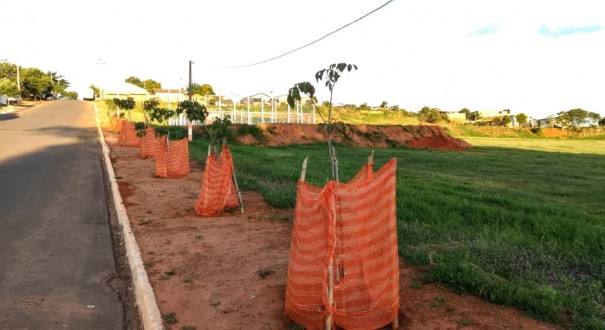 Prefeitura de Salmouro conclui a terceira etapa do plantio de ips em rea urbana do municpio