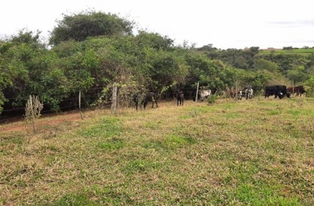 Polícia Ambiental aplica multa de R$ 61 mil por danificar vegetação nativa em Quatá