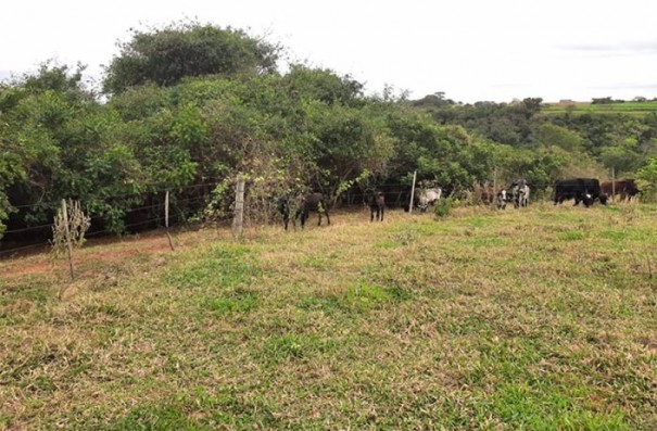 Pol�cia Ambiental aplica multa de R$ 61 mil por danificar vegeta��o nativa em Quat�