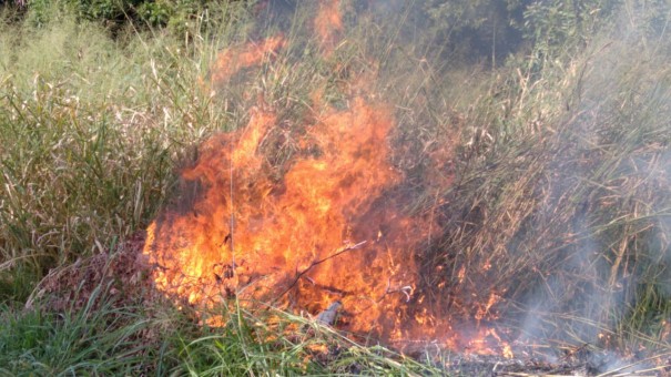 rea Verde do Conjunto Habitacional Valter Seviero  atingida por queimada