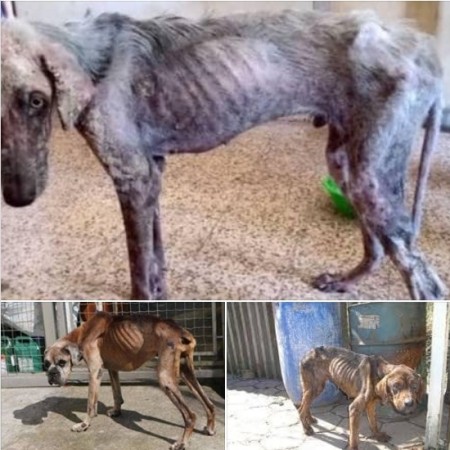 Cerca de 30 cães são resgatados vítimas de maus-tratos em bairro de Tupã