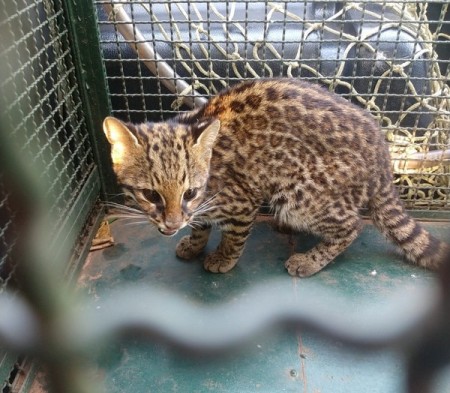 Polícia Militar Ambiental captura filhote de jaguatirica em Santo Anastácio