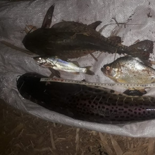 Pol�cia Ambiental autua 4 pessoas em mais de R$ 6 mil por pesca irregular no Parque Estadual do Rio do Peixe