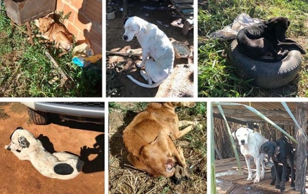 Pol�cia Ambiental aplica multa de R$ 12 mil por maus tratos a animais dom�sticos em Tup�