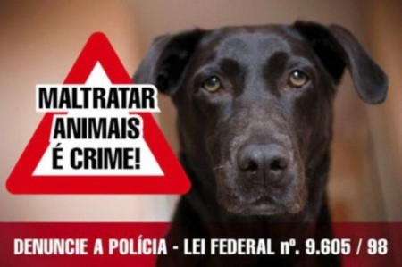 Cão sem comer e beber água vira B.O na Polícia em Dracena