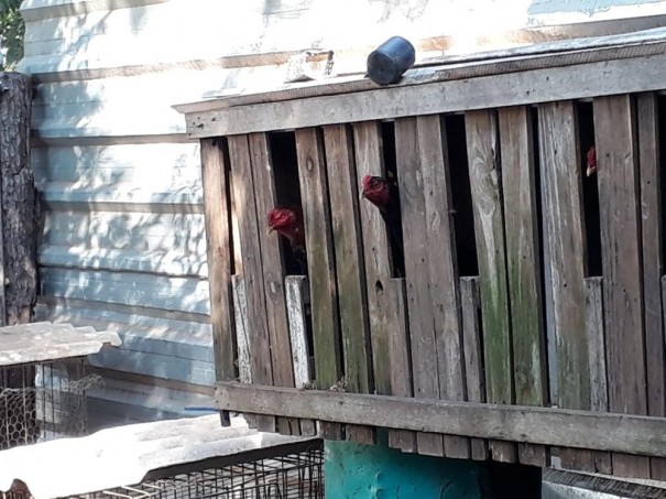 Morador leva multa de R$ 48 mil por maus-tratos a galos em ch�cara em Dracena