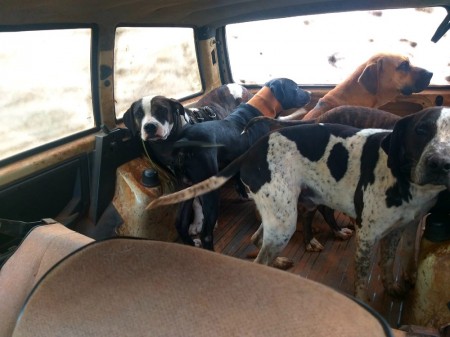 Polícia Ambiental aplica multa de R$ 42 mil após constatar maus-tratos a animais usados para caça em Rancharia