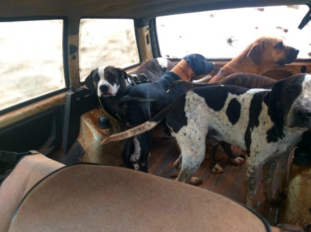 Pol�cia Ambiental aplica multa de R$ 42 mil ap�s constatar maus-tratos a animais usados para ca�a em Rancharia