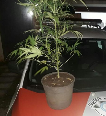 Polícia Militar apreende 'pé' de maconha na estrada do aeroporto, em Lucélia