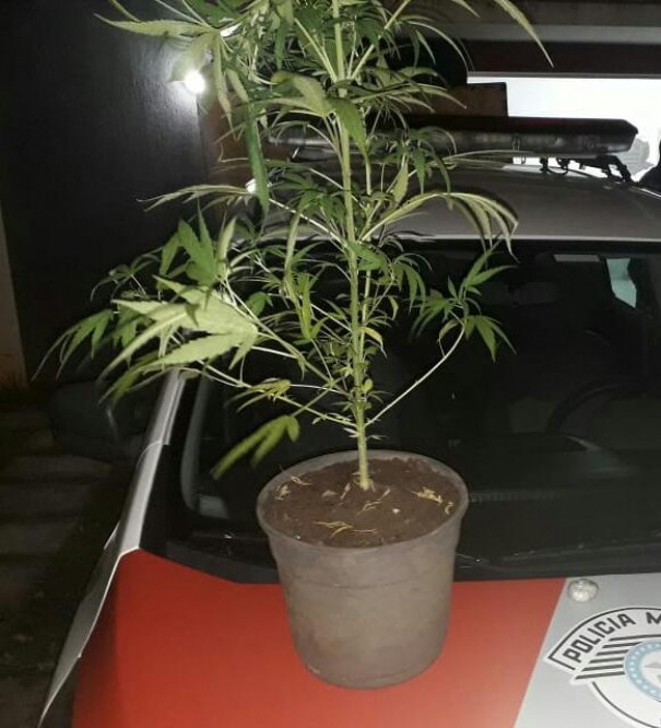 Pol�cia Militar apreende 'p�' de maconha na estrada do aeroporto, em Luc�lia
