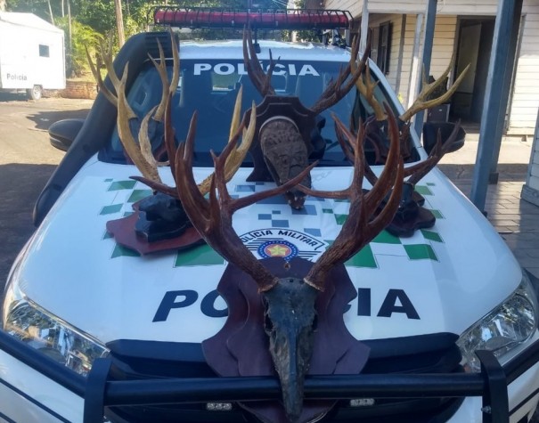 Homem leva multa de R$ 4 mil por manter em casa cabeas embalsamadas de animais silvestres em Santo Anastcio
