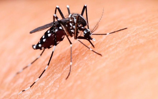 Secretaria de Sade de Parapu confirma morte por dengue no municpio