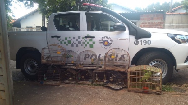 Morador de Rancharia leva multa de R$ 6,5 mil por manter aves silvestres em cativeiro sem autoriza��o