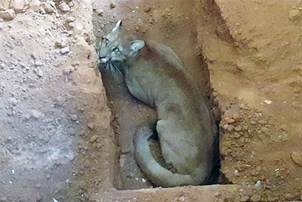 On�a parda � resgatada de constru��o na zona urbana de Iacri