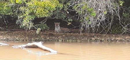 'Extremamente ameaçada de extinção', onça-pintada encontra no Morro do Diabo um ambiente protegido para a preservação da espécie