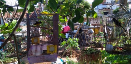 Homem é multado em R$ 7 mil por manter aves silvestres em cativeiro no Jardim Everest, em Presidente Prudente