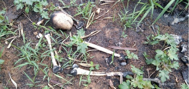 Deic vai assumir investiga��o sobre ossada humana encontrada em �rea �s margens da SP-501