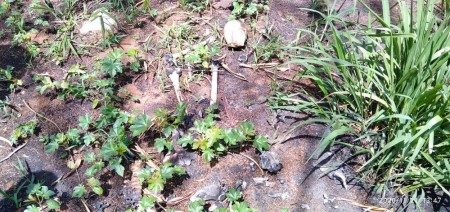 Ossada humana é encontrada em área às margens da Rodovia Júlio Budiski em Presidente Prudente