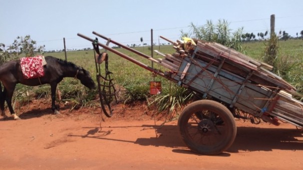 PM Ambiental constata maus tratos em cavalo que puxava carga excessiva em carro�a