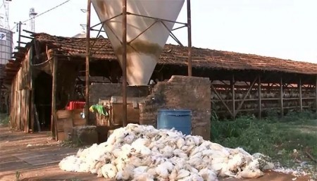 Duas granjas de Bastos registram mortes de 35 mil galinhas por causa do calor