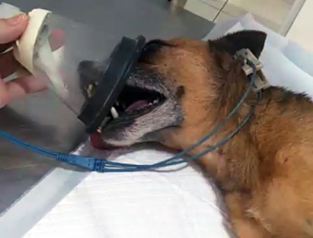 Depois de ser atacado por abelhas, cachorro morre de choque anafilático em Osvaldo Cruz