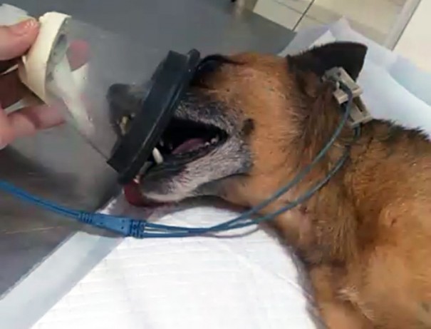 Depois de ser atacado por abelhas, cachorro morre de choque anafiltico em Osvaldo Cruz