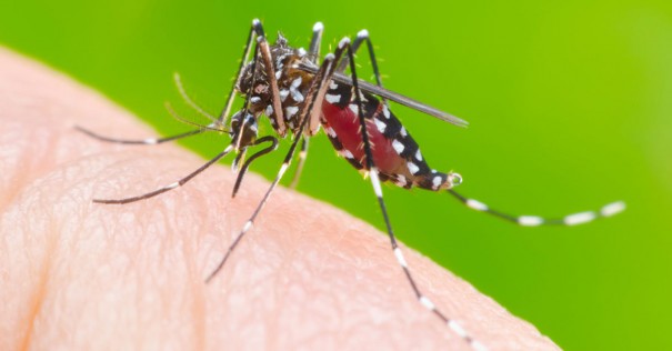 Osvaldo Cruz segue com 973 casos de dengue em 2020