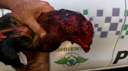 PM Ambiental flagra rinha de galos e aplica multas que chegam a R$ 486 mil