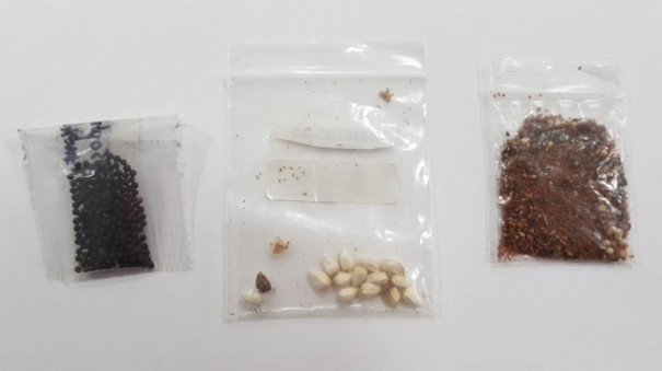 Ministrio da Agricultura encontra fungos, bactrias e caro em pacotes de sementes no solicitados