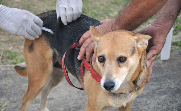 Prefeitura de Osvaldo Cruz realiza mais uma etapa da Campanha de Vacina��o Antirr�bica