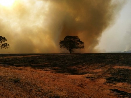 Usina sucroalcooleira é multada em mais de R$ 1,1 milhão por uso de fogo em vegetação nativa e árvores