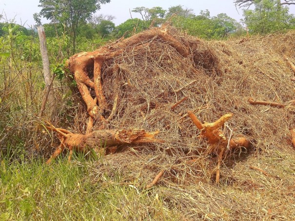 Sitiante recebe multa de mais de R$ 16 mil pela derrubada de 54 rvores nativas em Martinpolis