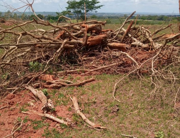 Sitiante � multado em R$ 15,9 mil por corte irregular de 53 �rvores nativas em Mirante do Paranapanema