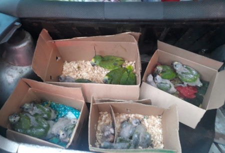 Filhotes de papagaios são apreendidos dentro de veículo abordado na SP-294 e motorista é multado em R$ 73,5 mil