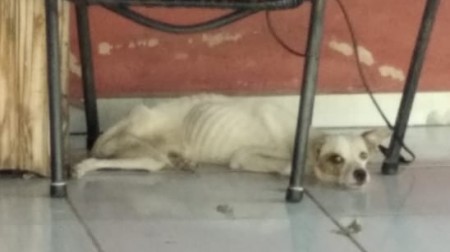 Mulher é atuada em R$ 6 mil pela PM Ambiental por maus tratos e morte de cachorro