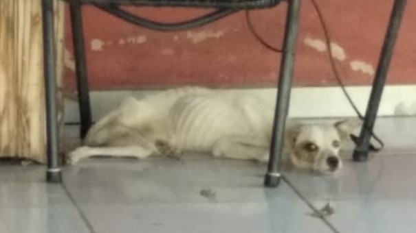 Mulher � atuada em R$ 6 mil pela PM Ambiental por maus tratos e morte de cachorro