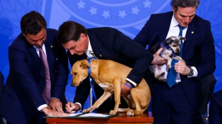 Nova lei aumenta pena para maus-tratos a cães e gatos