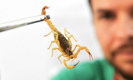 Vigilância Epidemiológica de OC orienta sobre o que fazer em caso de picada de escorpião 