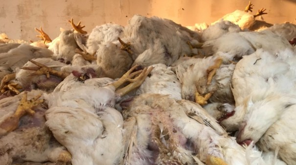 Em dia quente, falta de energia eltrica desliga equipamentos e 6 mil frangos morrem em granja