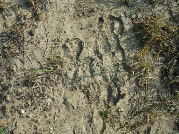 Pol�cia Ambiental aplica multa de quase R$ 1 milh�o por danos em vegeta��o nativa de Varpa