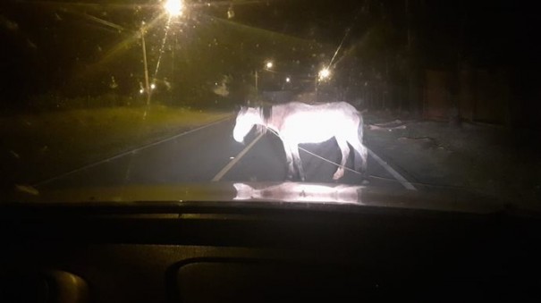 Moradora denuncia cavalo amarrado em meio  vicinal Tup/Parnaso